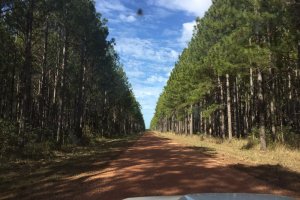 Photo taken at Maryborough Tuan Forest Rd, Tuan Forest QLD 4650, Australia with Apple iPhone 6