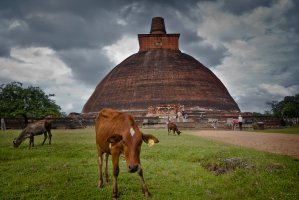 Photo taken at Watawandana Road, Anuradhapura, Sri Lanka with NIKON D200
