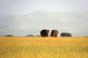 Photo taken at Queen Elizabeth National Park, Ntungamo - Katunguru Road, Uganda with SONY DSC-H3