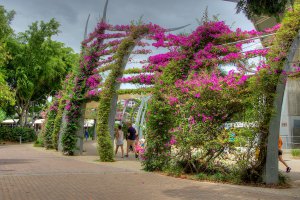 Photo taken at The Arbour, South Brisbane QLD 4101, Australia with NIKON D800E