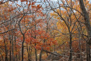 Photo taken at East Summit Trail, Roland, AR 72135, USA with Canon EOS DIGITAL REBEL XS