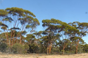 Photo taken at Eyre Highway, Fraser Range WA 6443, Australia with Panasonic DMC-TZ60