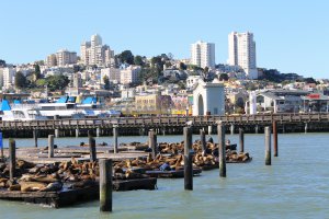 Photo taken at 39 Pier 39 Concourse, San Francisco, CA 94133, USA with Canon EOS 1100D