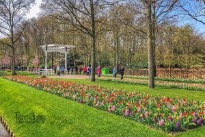 Photo taken at Keukenhof, Stationsweg, Meerzicht, Lisse, South Holland, Netherlands, 2161AN, Netherlands with Apple iPhone 8 Plus