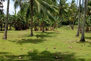 Bacong - Valencia Rd, Dumaguete, Negros Oriental, Philippines