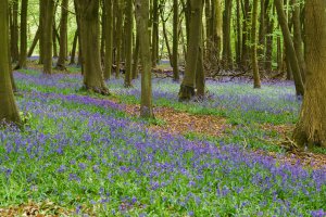 Photo taken at Unnamed Road, Berkhamsted, Hertfordshire HP4 1LX, UK with SONY ILCA-77M2