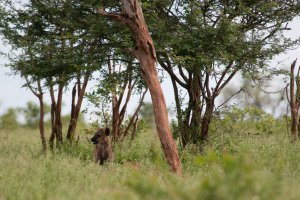 Photo taken at Crocodile River Road, Kruger Park, South Africa with NIKON D300