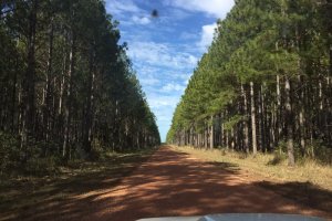 Maryborough Tuan Forest Rd, Tuan Forest QLD 4650, Australia