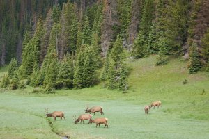 Photo taken at Rocky Mountain National Park, Poudre River Trail, Estes Park, CO 80517, USA with NIKON COOLPIX AW120