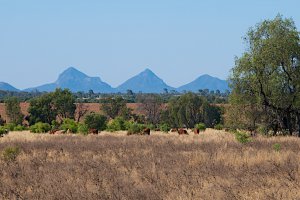 Photo taken at LOT 5 Gregory Highway, Hibernia QLD 4723, Australia with NIKON D300