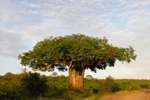 Photo taken at S93, Kruger National Park, South Africa with NIKON E8400