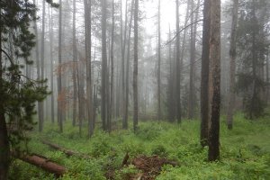 Roosevelt National Forest, Drake, CO 80515, USA