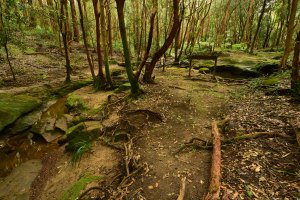 Photo taken at 17 Cogan Pl, Lane Cove NSW 2066, Australia with NIKON D810