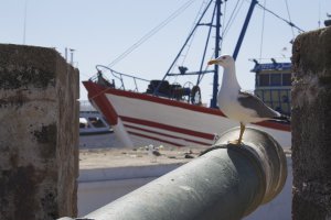 Photo taken at Avenue Mohammed V, Essaouira, Morocco with Canon EOS 1100D