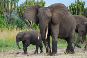 Queen Elizabeth National Park, Unnamed Road, Uganda