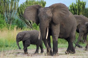 Queen Elizabeth National Park, Unnamed Road, Uganda