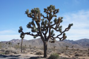 Photo taken at Joshua Tree National Park, 64330-64402 Park Boulevard, Joshua Tree, CA 92252, USA with SONY SLT-A77V