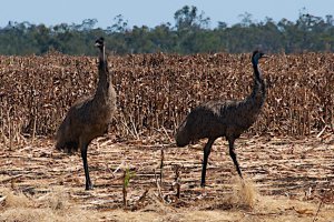 Photo taken at LOT 25 Gregory Developmental Road, Clermont QLD 4721, Australia with NIKON D300