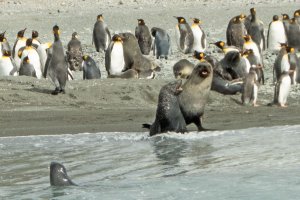 Photo taken at South Georgia and the South Sandwich Islands with Panasonic DMC-ZS40