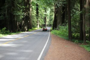 Photo taken at 31011-31121 Avenue of the Giants, Scotia, CA 95565, USA with Canon EOS 6D