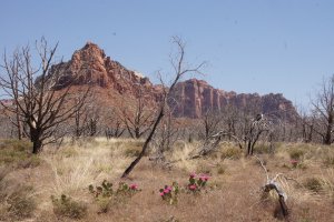 Photo taken at 1898 Kolob Terrace Road, Virgin, UT 84779, USA with SONY SLT-A77V