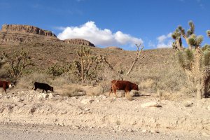 Grand Canyon Ranch Dr, Meadview, AZ 86444, USA