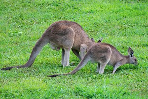 Photo taken at 8 Flooded Gum Court, Black Mountain QLD 4563, Australia with NIKON D300