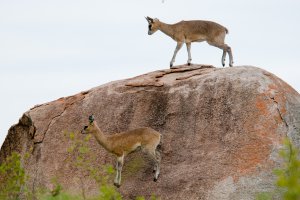 Pretoriuskop - Skukuza Road, Kruger Park, South Africa