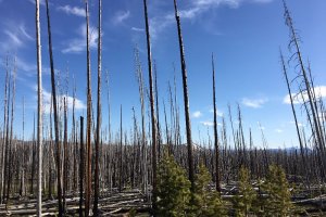 Photo taken at E Entrance Rd, Yellowstone National Park, WY 82190, USA with Apple iPhone 6s