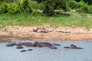 Photo taken at Gasanftombi Road, Kruger Park, South Africa with NIKON D300