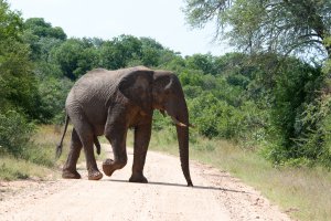 Photo taken at Sabie River Road, Kruger Park, South Africa with NIKON D300