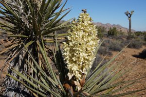 Joshua Tree National Park, California Riding and Hiking Trail, California, USA