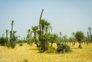 Route des Jardins de la Palmeraie, Marrakech, Morocco