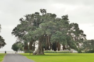 Photo taken at 507 Thames Coast Road, Waiomu 3575, New Zealand with Panasonic DMC-ZS20