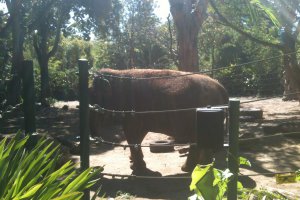 Photo taken at Asian Rainforest, South Perth WA 6151, Australia with Apple iPhone 3GS