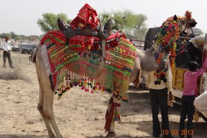 Photo taken at Ramdevra-Churu Road, Rajasthan 331001, India with SONY DSC-HX200V