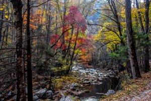 Photo taken at Upper Tremont Rd, Townsend, TN 37882, USA with NIKON D7200