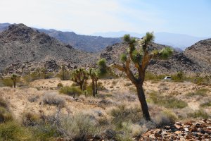 Photo taken at Joshua Tree National Park, 64191 Park Boulevard, Joshua Tree, CA 92252, USA with SONY SLT-A77V