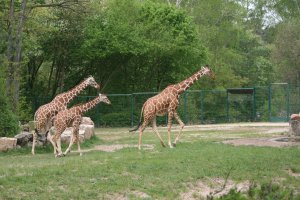 Am Tiergarten 30, 90480 Nürnberg, Germany