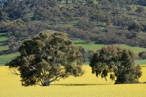 Photo taken at RM Williams Way, Washpool SA 5454, Australia with NIKON COOLPIX S9700