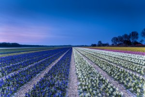 Photo taken at Zilkerduinweg 375-377, 2114 AM Vogelenzang, Netherlands with Canon EOS 6D