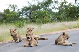 Photo taken at H8, Kruger National Park, South Africa with NIKON D300