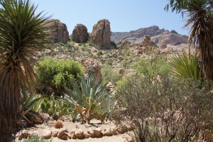 Tonto National Forest, 38376-38498 U.S. 60, Superior, AZ 85173, USA