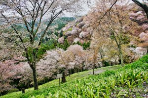 1052 Yoshinoyama, Yoshino-chō, Yoshino-gun, Nara-ken 639-3115, Japan