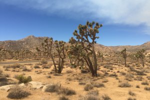 Photo taken at Joshua Tree National Park, 64528-64566 Park Boulevard, Twentynine Palms, CA 92277, USA with Apple iPhone 6