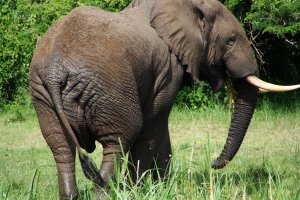 Photo taken at Queen Elizabeth National Park, Leopard Trail, Uganda with SONY DSC-H3