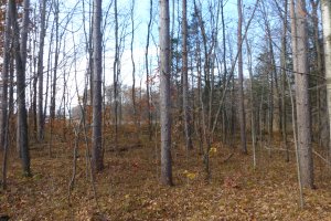 4496 Owl Ln, Oconto Falls, WI 54154, USA