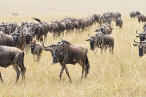 Photo taken at Mara Triangle - Maasai Mara National Reserve, Maasai Mara National Reserve, E176, Kenya with NIKON D800E