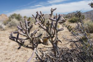 Photo taken at Joshua Tree National Park, 64255-64291 Park Boulevard, Joshua Tree, CA 92252, USA with SONY SLT-A77V