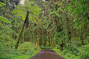 Photo taken at 558, Taiwan, Nantou County, Lugu Township, 鳳凰林道溪頭自然教育園區 with NIKON D4S